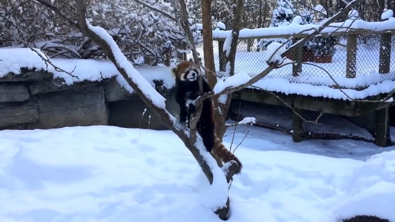 Red Pandas are Having Snow Much Fun