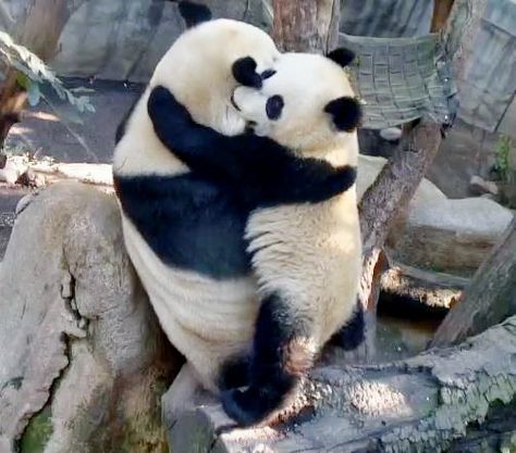 Panda Brother's Love