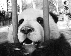 Who's a cute little panda?