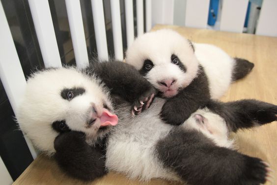Adorable panda