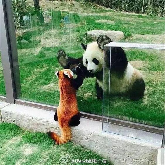 Greater Panda and Lesser Panda...so neat seeing them together!