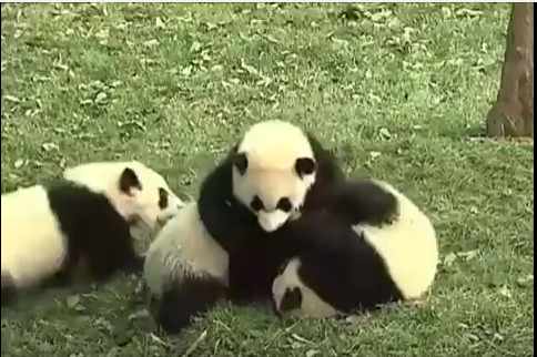 Panda Babies group fighting, Kung Fu Style 