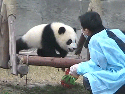 Baby Panda like to ride the zookeeper