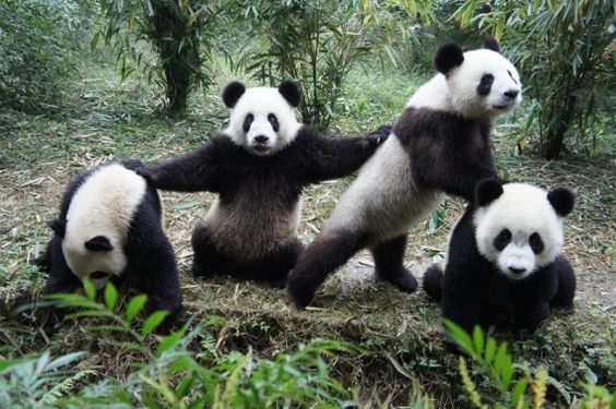 Friends for all time panda bro!!