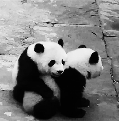 Hug from panda!