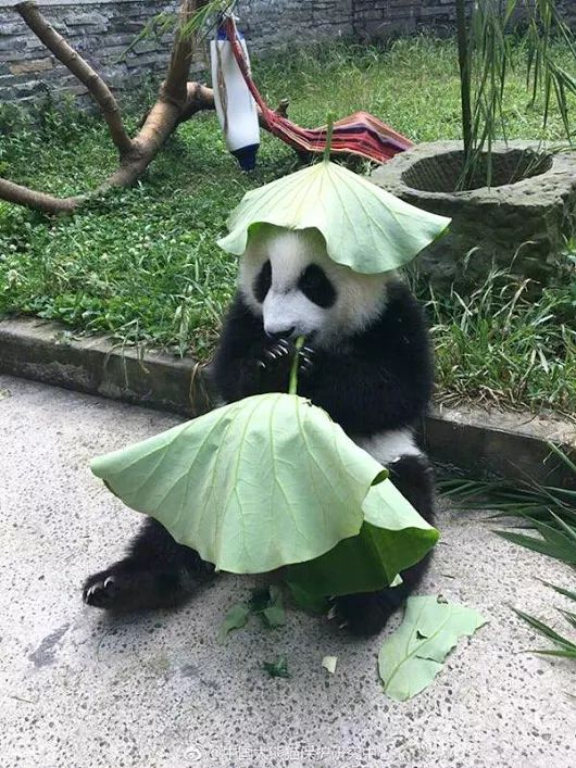 Panda is ready for rain