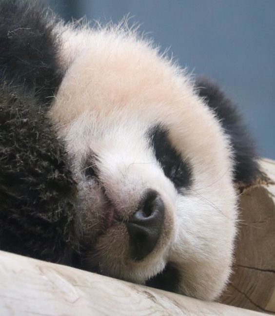 Sleeping baby panda